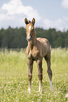 Austrian warmblood foal