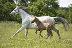 Austrian warmbloods