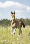 Austrian warmbloods