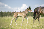 Austrian warmbloods