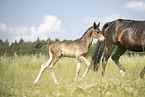 Austrian warmbloods