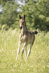 Austrian warmblood foal