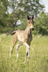 Austrian warmblood foal