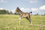 Austrian warmblood foal