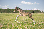 Austrian warmblood foal