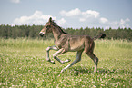 Austrian warmblood foal