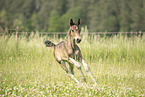 Austrian warmblood foal