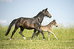 Austrian warmbloods