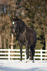 Austrian Warmblood