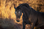 Austrian Warmblood