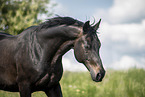 Austrian Warmblood