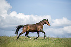 Austrian Warmblood