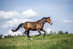 Austrian Warmblood