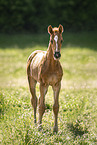Austrian Warmblood