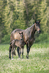 Austrian Warmblood