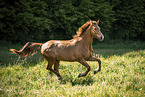 Austrian Warmblood