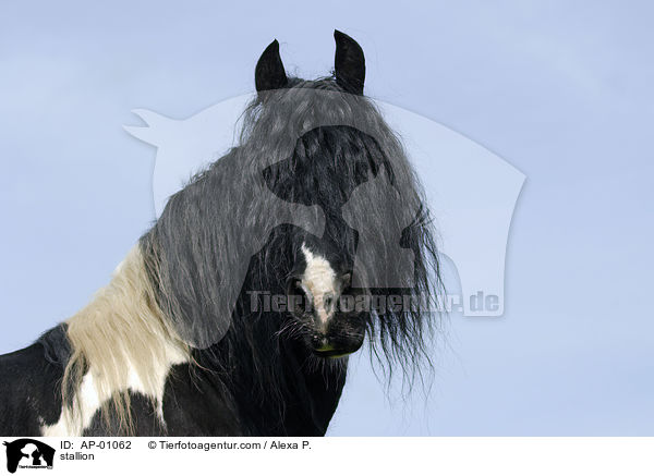 Barockpinto Portrait / stallion / AP-01062