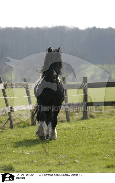 Barockpinto Hengst / stallion / AP-01064
