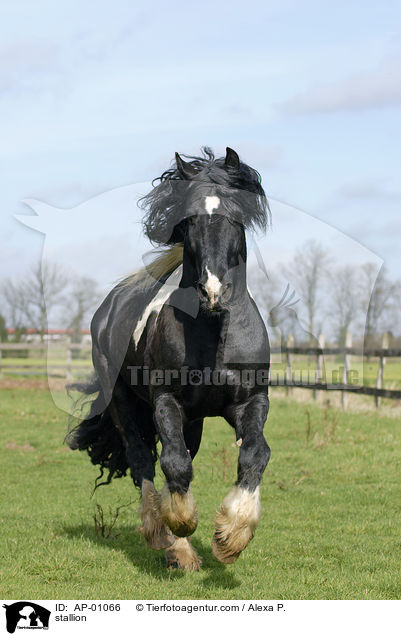 Barockpinto Hengst / stallion / AP-01066