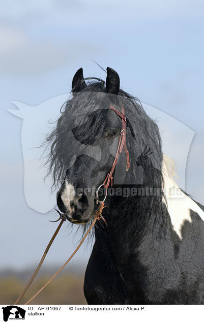 Barockpinto Portrait / stallion / AP-01067