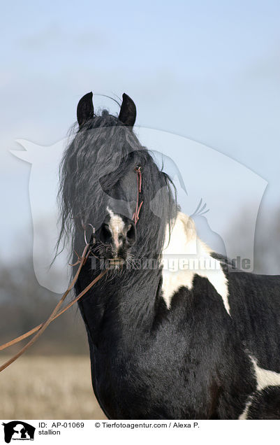 Barockpinto Portrait / stallion / AP-01069