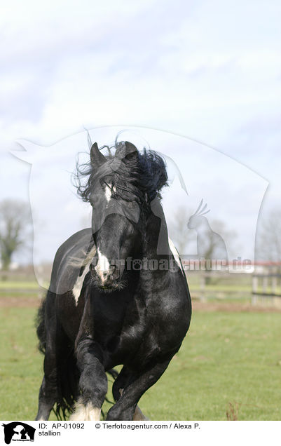 Barockpinto Hengst / stallion / AP-01092