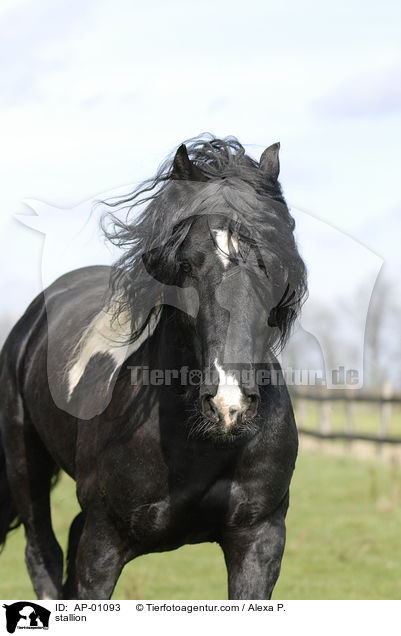 Barockpinto Hengst / stallion / AP-01093