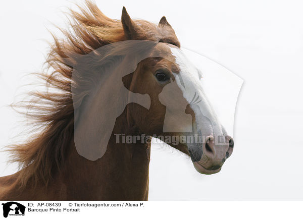 Baroque Pinto Portrait / AP-08439