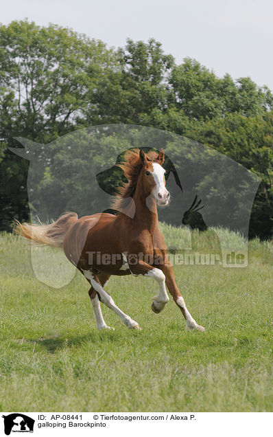 galloping Barockpinto / AP-08441