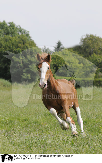 galloping Barockpinto / AP-08443