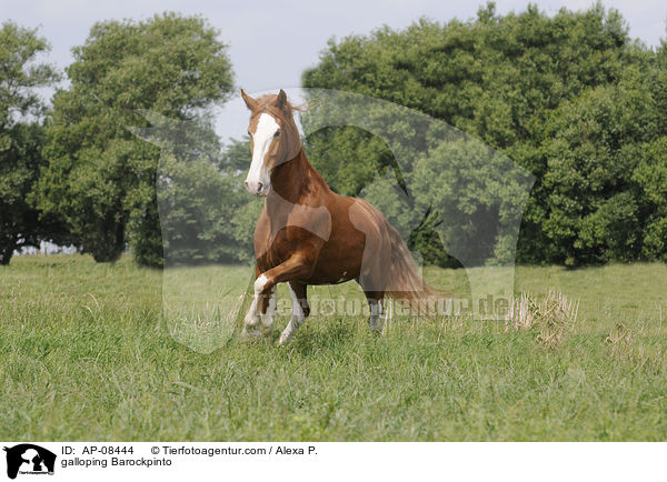 galloping Barockpinto / AP-08444