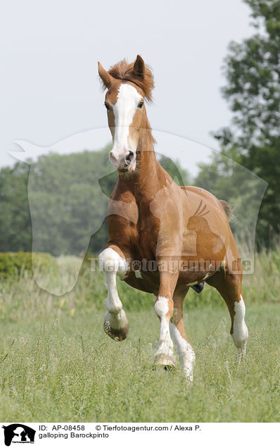 galoppierender Barockpinto / galloping Barockpinto / AP-08458