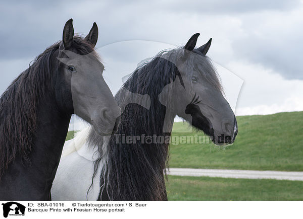 Barock-Pinto mit Friese Portrait / Baroque Pinto with Friesian Horse portrait / SBA-01016