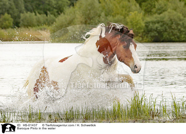 Baroque Pinto in the water / HS-01437