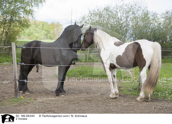 2 horses / NS-06340