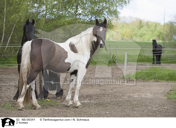 2 Pferde / 2 horses / NS-06341