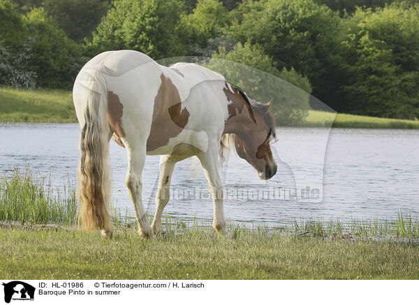 Barockpinto im Sommer / Baroque Pinto in summer / HL-01986