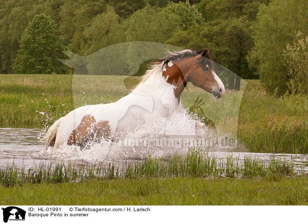 Barockpinto im Sommer / Baroque Pinto in summer / HL-01991