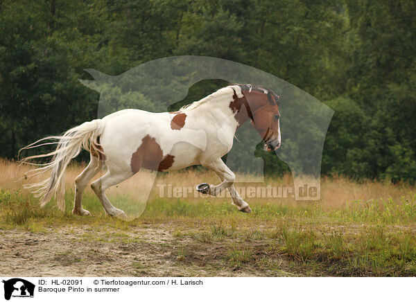 Barockpinto im Sommer / Baroque Pinto in summer / HL-02091