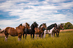 Baroque Pinto with Heavy Horse