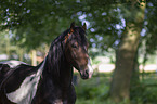 Baroque Pinto Portrait