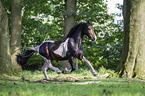 galloping Baroque Pinto