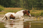 Baroque Pinto in summer