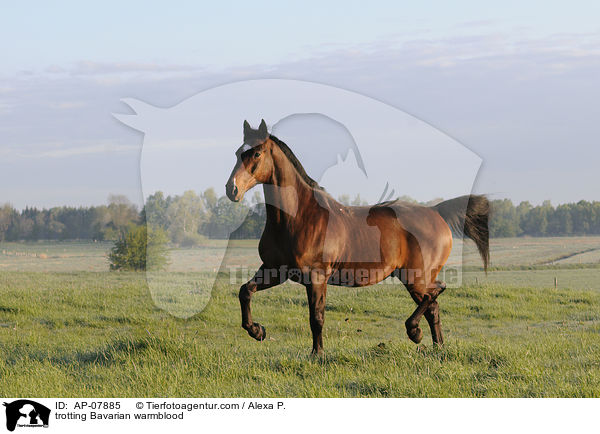 trotting Bavarian warmblood / AP-07885