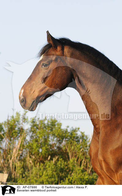 Bavarian warmblood portrait / AP-07886
