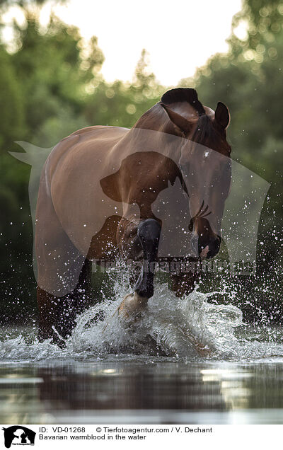 Bavarian warmblood in the water / VD-01268