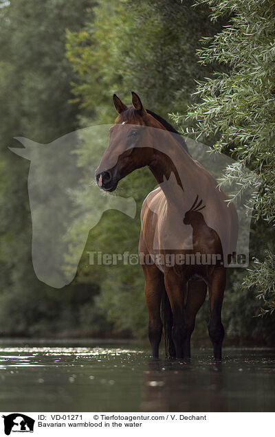 Bavarian warmblood in the water / VD-01271