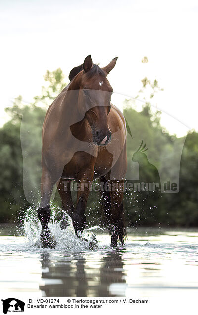 Bavarian warmblood in the water / VD-01274