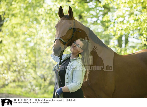 German riding horse in summer / EHO-02159