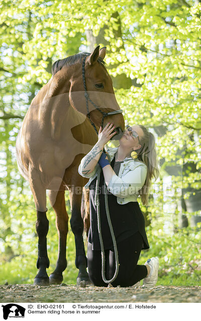 Bayerisches Warmblut im Sommer / German riding horse in summer / EHO-02161